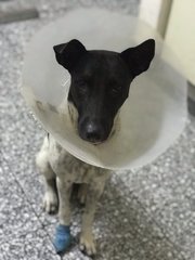 Abandoned Emily  - Mixed Breed Dog