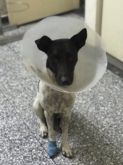 Abandoned Emily  - Mixed Breed Dog