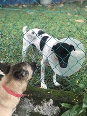 Abandoned Emily  - Mixed Breed Dog