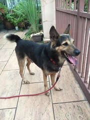 Boy Boy - German Shepherd Dog Mix Dog