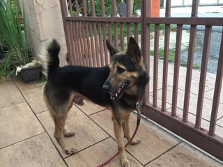 Boy Boy - German Shepherd Dog Mix Dog