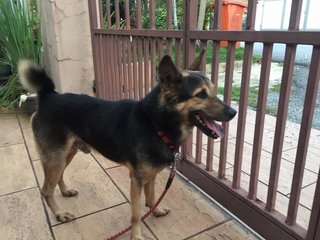 Boy Boy - German Shepherd Dog Mix Dog