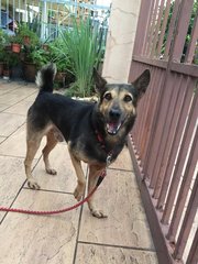 Boy Boy - German Shepherd Dog Mix Dog