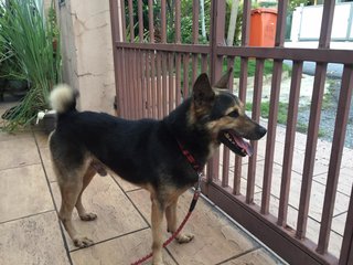 Boy Boy - German Shepherd Dog Mix Dog