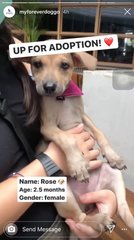 Rose - Mixed Breed Dog