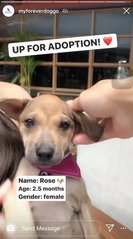 Rose - Mixed Breed Dog