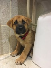 Waffles - Mixed Breed Dog