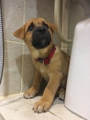 Waffles - Mixed Breed Dog