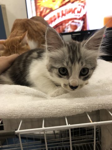 Unnamed  - Domestic Long Hair Cat