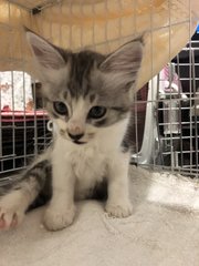 Unnamed  - Domestic Long Hair Cat