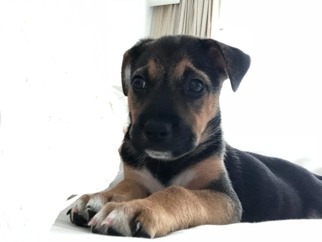 Lilo - Mixed Breed Dog