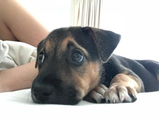 Lilo - Mixed Breed Dog