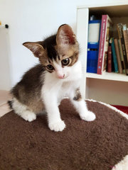 Max The Magnificent - Domestic Short Hair + Bobtail Cat