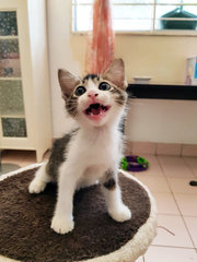 Max The Magnificent - Domestic Short Hair + Bobtail Cat