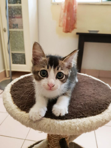 Max The Magnificent - Domestic Short Hair + Bobtail Cat