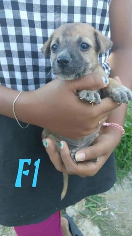 Puppies - Mixed Breed Dog