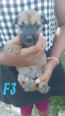 Puppies - Mixed Breed Dog