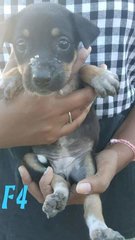 Puppies - Mixed Breed Dog