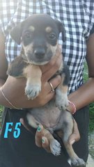 Puppies - Mixed Breed Dog