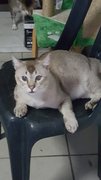 Ash Boy - Siamese + Domestic Short Hair Cat