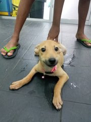 Luna - Mixed Breed Dog