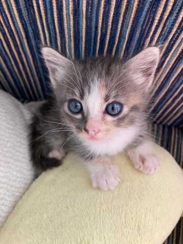 Unnamed - Domestic Medium Hair Cat