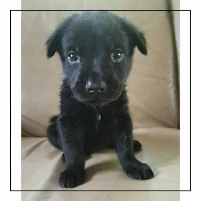 Little Blackie  - Mixed Breed Dog