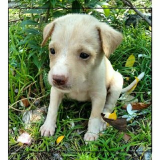 Look at the flowers around the puppy! 