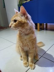 Ralphy  - Domestic Short Hair + Domestic Long Hair Cat