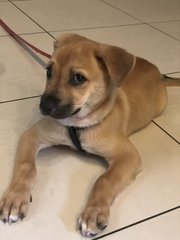 Cookie Pup - Mixed Breed Dog