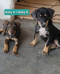 Baby Bio - Mixed Breed Dog