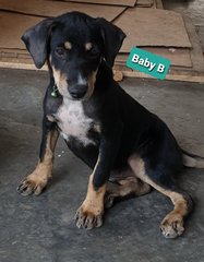 Baby Bio - Mixed Breed Dog