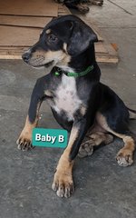 Baby Bio - Mixed Breed Dog