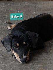 Baby Bio - Mixed Breed Dog