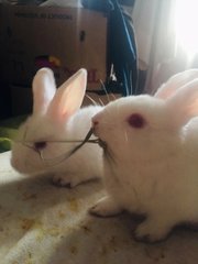 Soya &amp; Milk - Holland Lop + New Zealand Rabbit