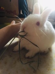 Soya &amp; Milk - Holland Lop + New Zealand Rabbit
