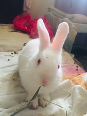 Soya &amp; Milk - Holland Lop + New Zealand Rabbit