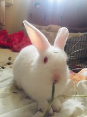Soya &amp; Milk - Holland Lop + New Zealand Rabbit