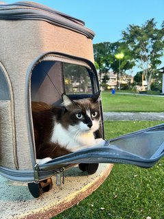 Brownie - Domestic Long Hair Cat