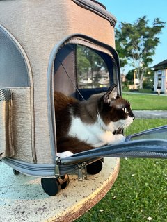 Brownie - Domestic Long Hair Cat