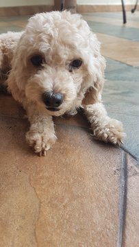 Jellybean - Poodle Dog