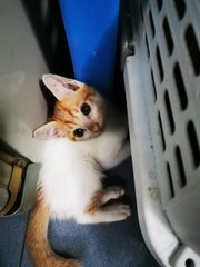 Brown White Kitty - Domestic Short Hair Cat