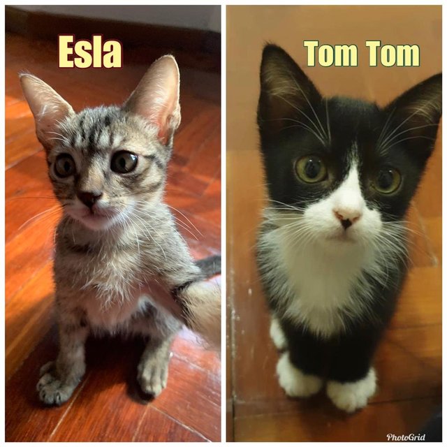 Esla &amp; Tom Tom - Domestic Short Hair Cat