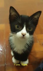 I am Tom Tom. I love to play with my sister Esla, and i really want cool and caring parents.