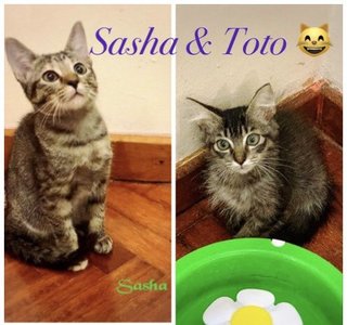 Hi, I’m both me Sasha and Toto are 4 months old now. 