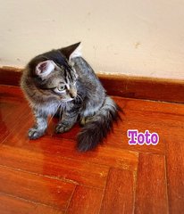 Sasha &amp; Toto - Domestic Medium Hair + Domestic Short Hair Cat