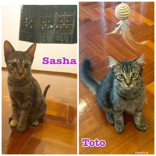 Sasha &amp; Toto - Domestic Medium Hair + Domestic Short Hair Cat