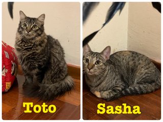 Sasha &amp; Toto - Domestic Medium Hair + Domestic Short Hair Cat