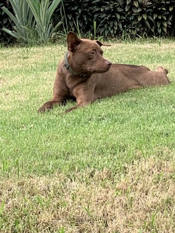 Brad - Pit Bull Terrier Mix Dog