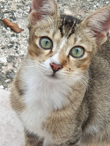 Girly Boiboi - Domestic Short Hair Cat